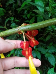 Glossoloma tetragonoides