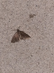 Anticlea multiferata