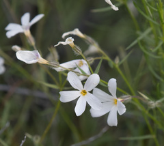 Phlox tenuifolia
