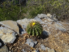 Ferocactus echidne victoriensis