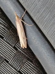 Orocrambus flexuosellus