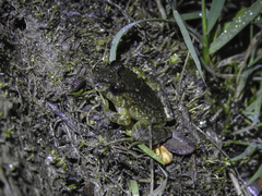 Serranobatrachus carmelitae