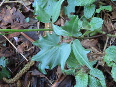 Cardamine nuttallii