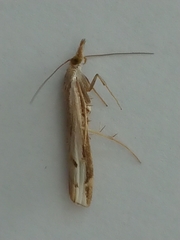 Orocrambus flexuosellus