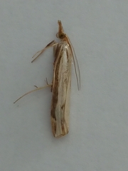 Orocrambus flexuosellus