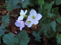 Cardamine nuttallii