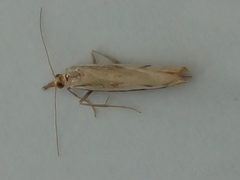 Orocrambus flexuosellus