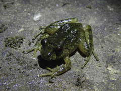 Serranobatrachus carmelitae