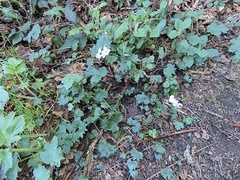 Cardamine nuttallii