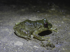 Serranobatrachus carmelitae