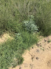 Astragalus brauntonii