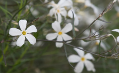 Phlox tenuifolia