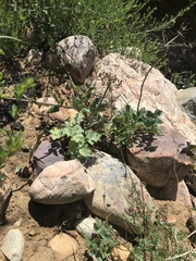 Lomatium lucidum