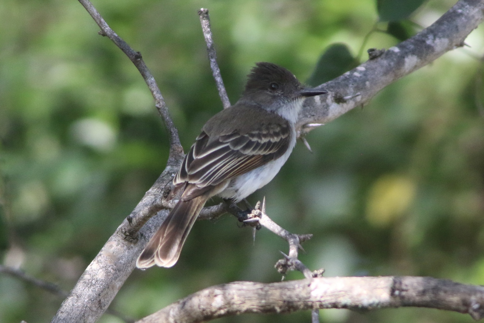 Puerto Rican Flycatcher (Myiarchus antillarum), photo 2