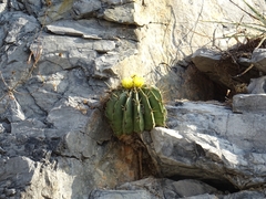 Ferocactus echidne victoriensis