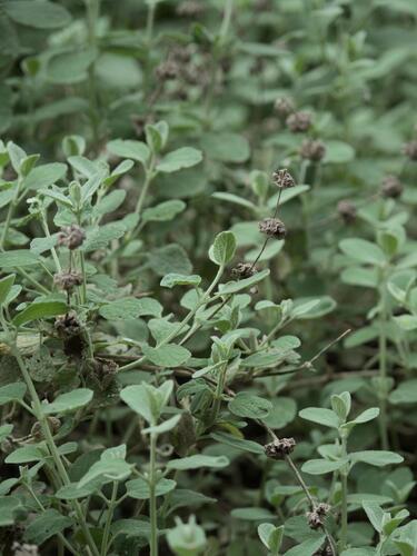 Pseudodictamnus mediterraneus, photograph 1