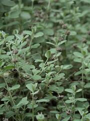 Pseudodictamnus mediterraneus