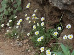 Anthemis chia, photograph (c) Daniel Cahen, some rights reserved (CC BY)