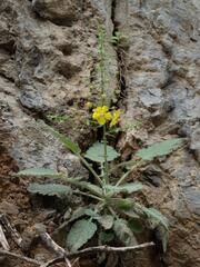 Verbascum arcturus