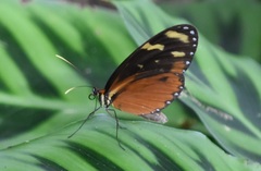 Mechanitis polymnia isthmia