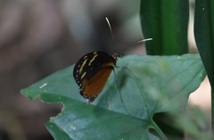 Mechanitis polymnia isthmia