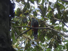 Pharomachrus fulgidus