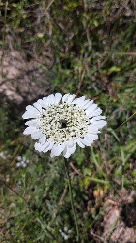 Artedia squamata