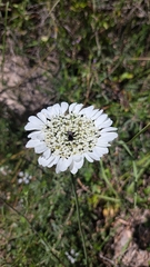 Artedia squamata