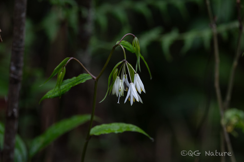 Disporum leucanthum (Disporum leucanthum)