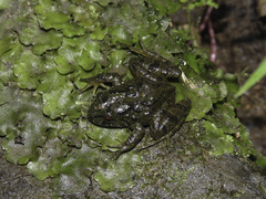 Serranobatrachus carmelitae