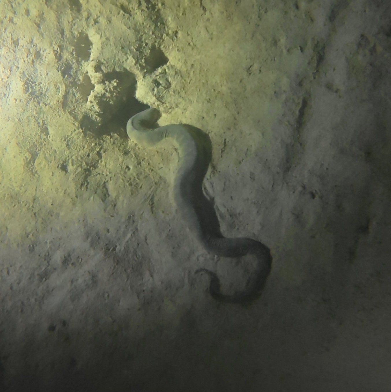 Acrochordus granulatus (Schneider, 1799)