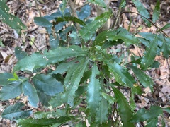 Helicia cochinchinensis