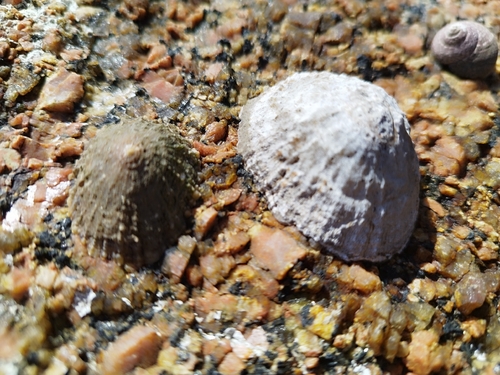 Patella vulgata