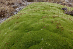 Kelleria childii