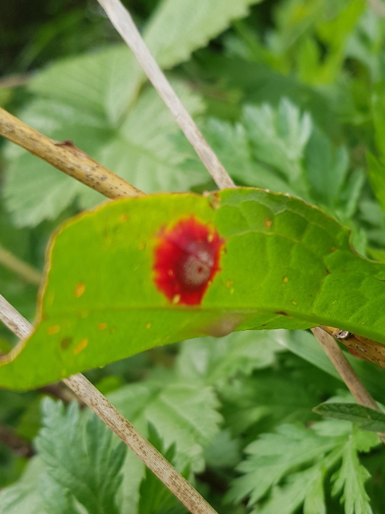 Water Reed Rust Identification reed rust from Stockton-on-Tees, Billingham TS23 4EX, UK on April 22 ...