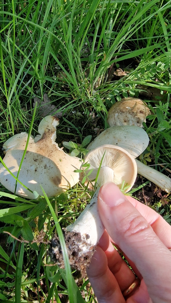 Calocybe gambosa · April 2026 · photo: © fungiary (iNaturalist, cc0)