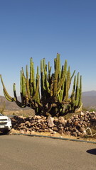 Isolatocereus dumortieri