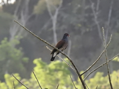 Patagioenas speciosa