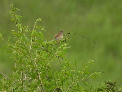 Madagascar Cisticola (Cisticola cherina), photo 3
