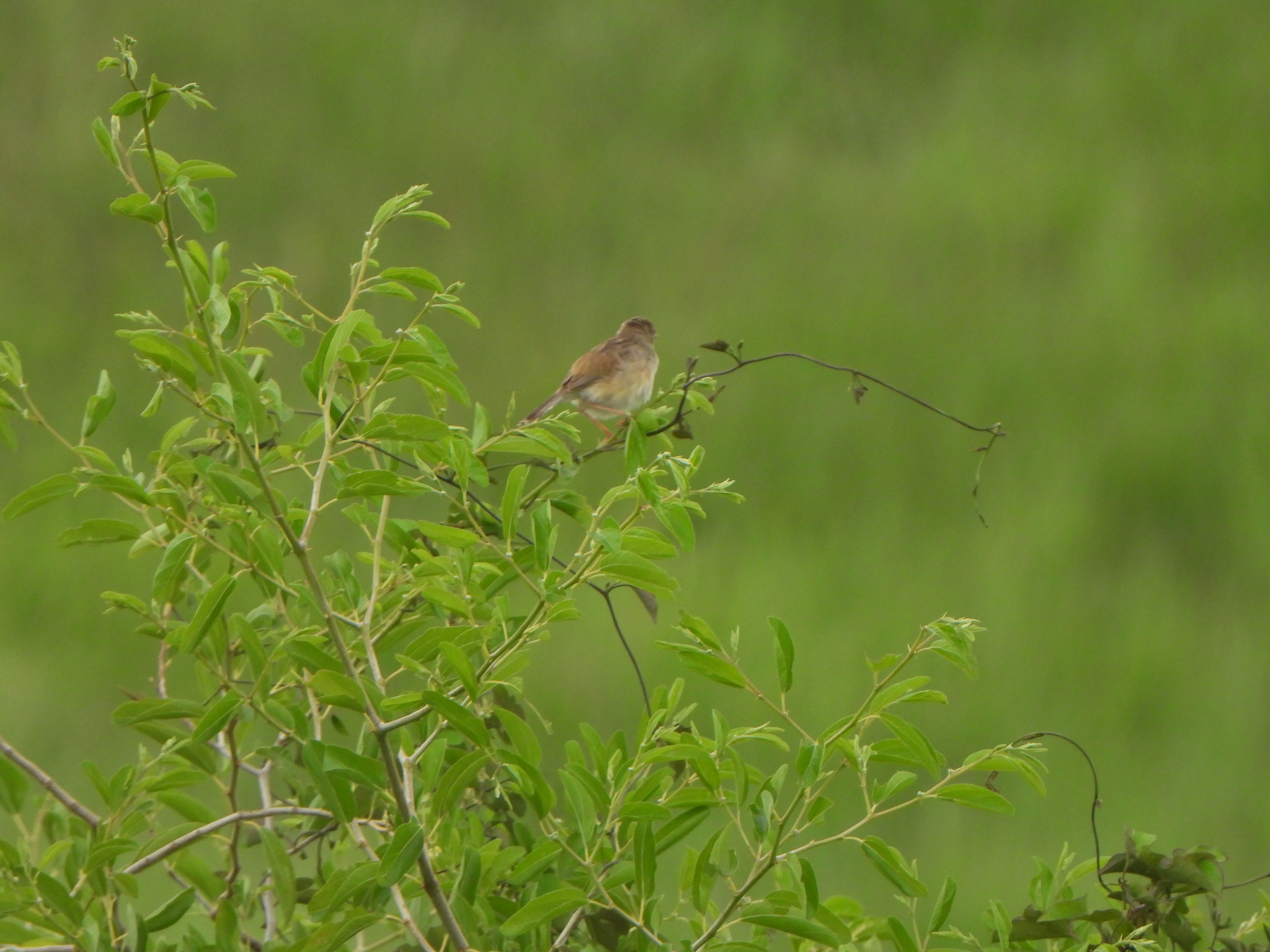 Madagascar Cisticola (Cisticola cherina), photo 4