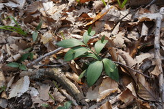 Ruscus hypoglossum