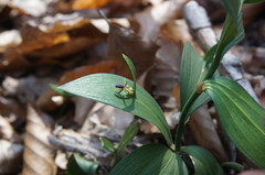 Ruscus hypoglossum