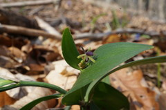 Ruscus hypoglossum