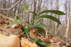 Ruscus hypoglossum