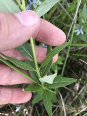 Amsonia tabernaemontana