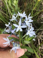 Amsonia tabernaemontana
