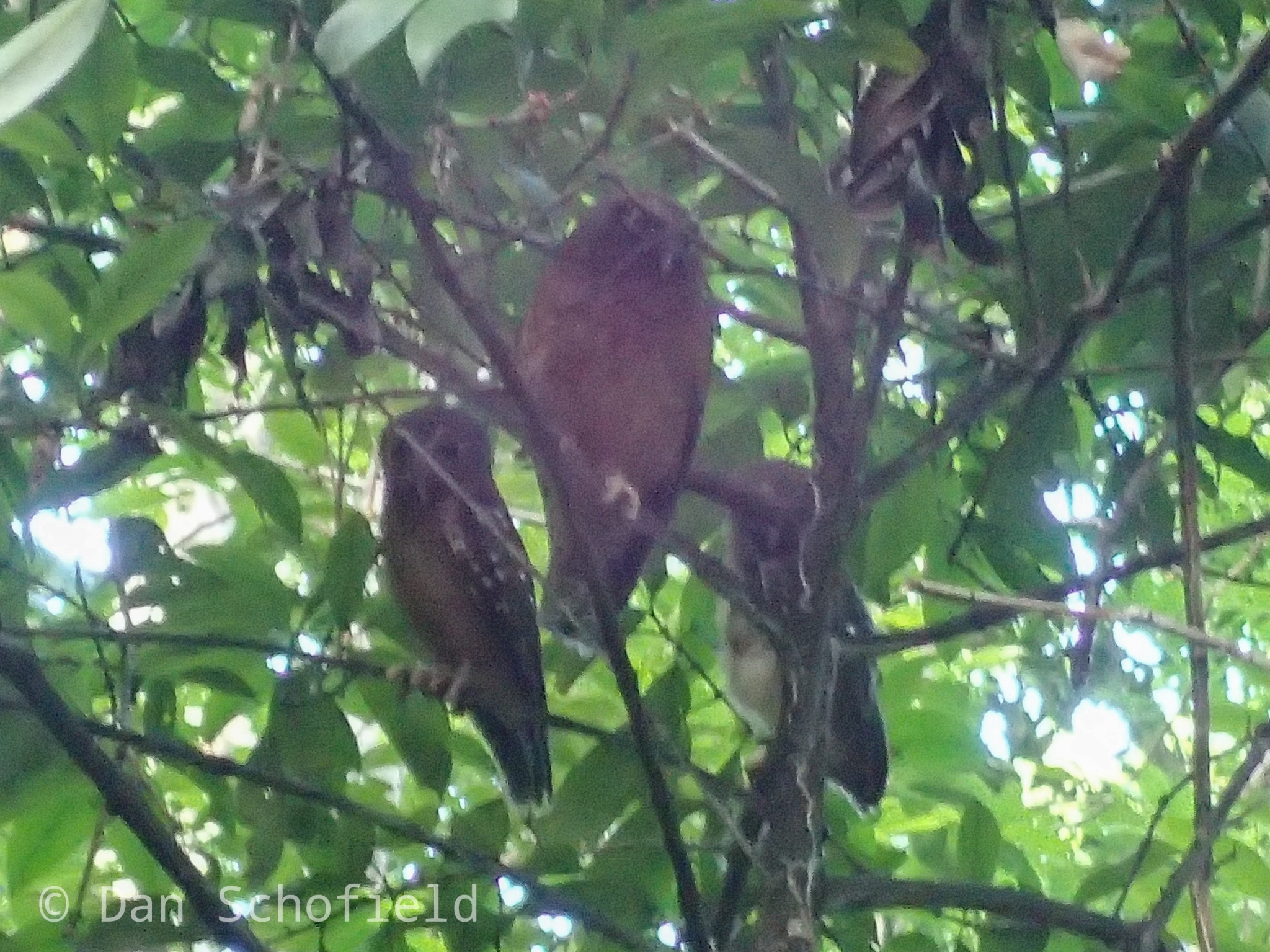 Ochre-bellied Boobook (Ninox ochracea), photo 7