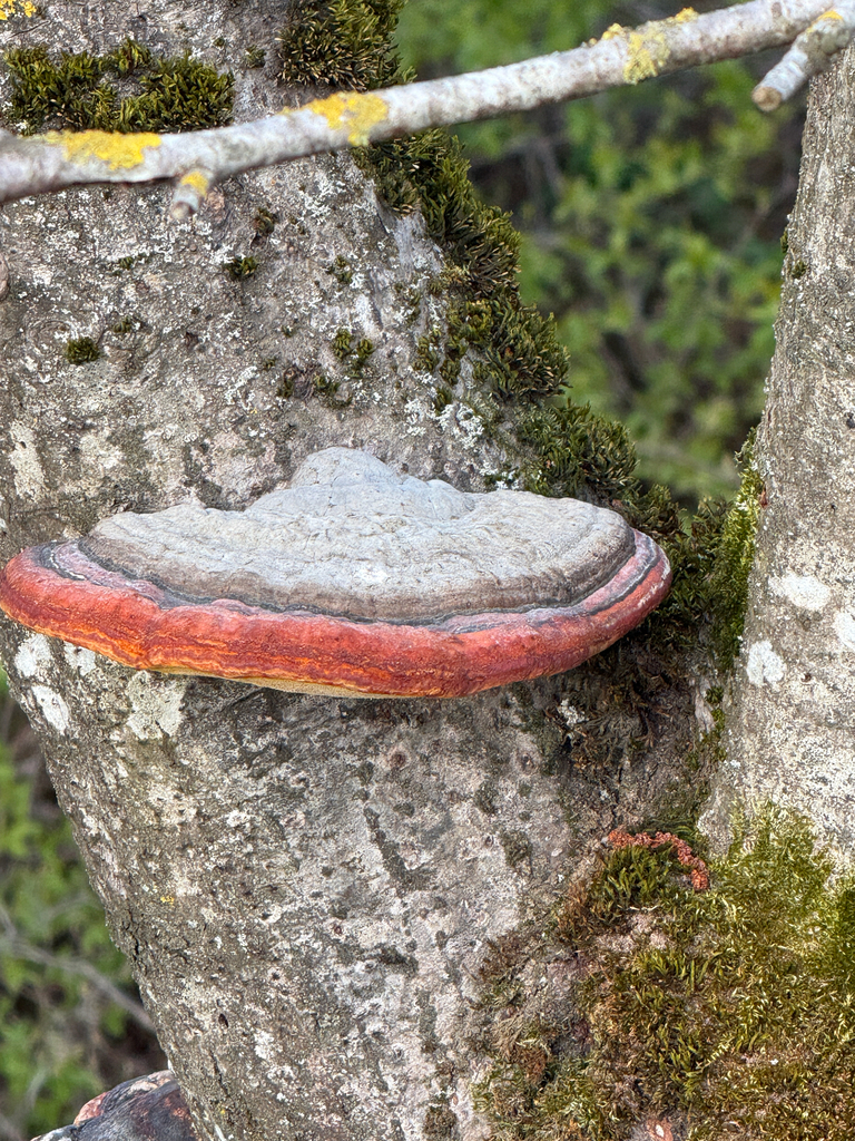 Fomitopsis pinicola · April 2026 · photo: © sam1615 (iNaturalist, cc-by)
