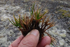 Carex pterocarpa