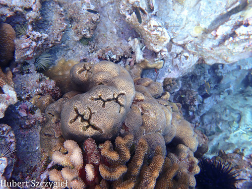 Alpheus deuteropus observed 2026-01-02